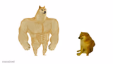 Dodge chad vs virgin
