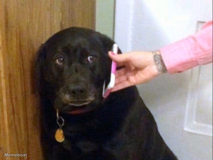 Dog Answering Phone - meme generator image preview