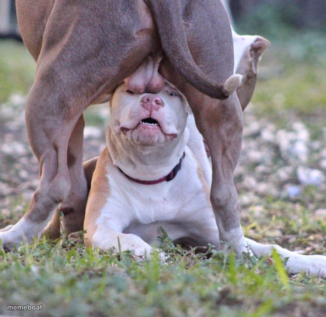 Dog Balls - meme generator image preview