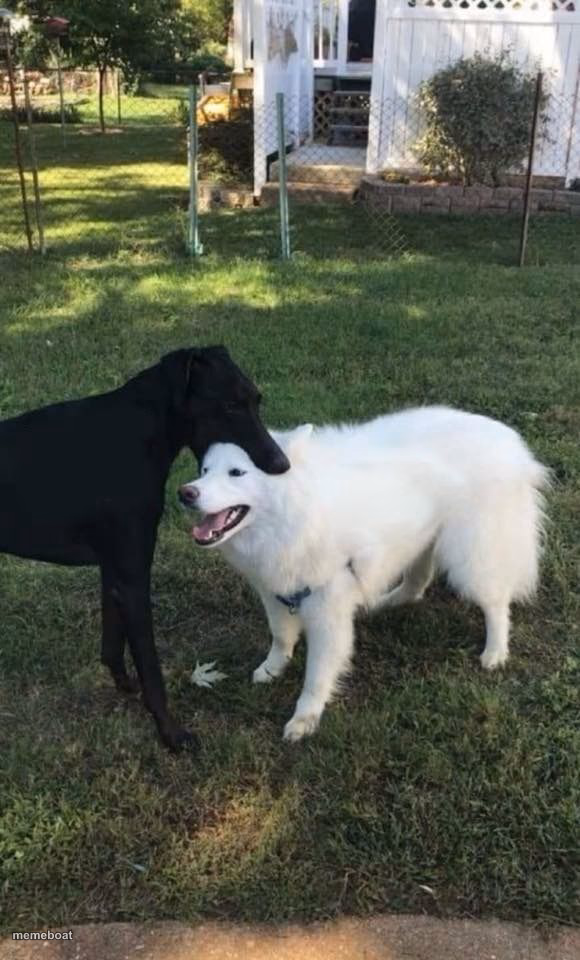 Dog Bite - meme generator image preview