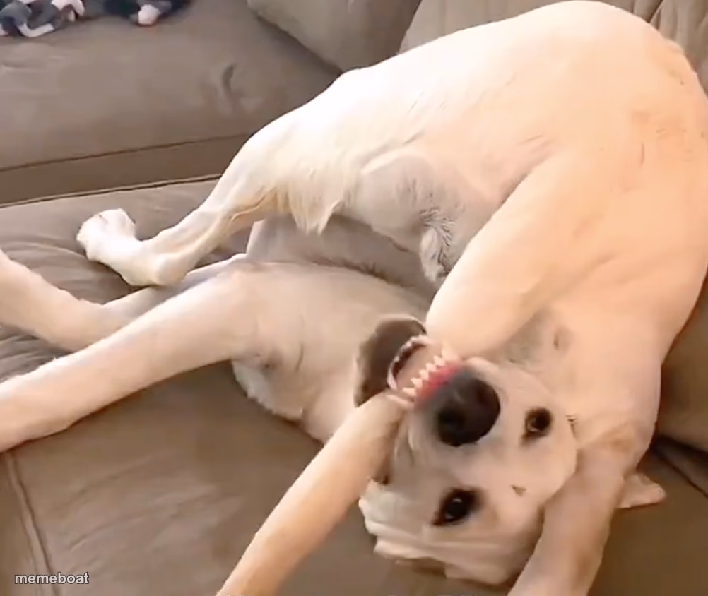 dog chewing tail - meme generator image preview
