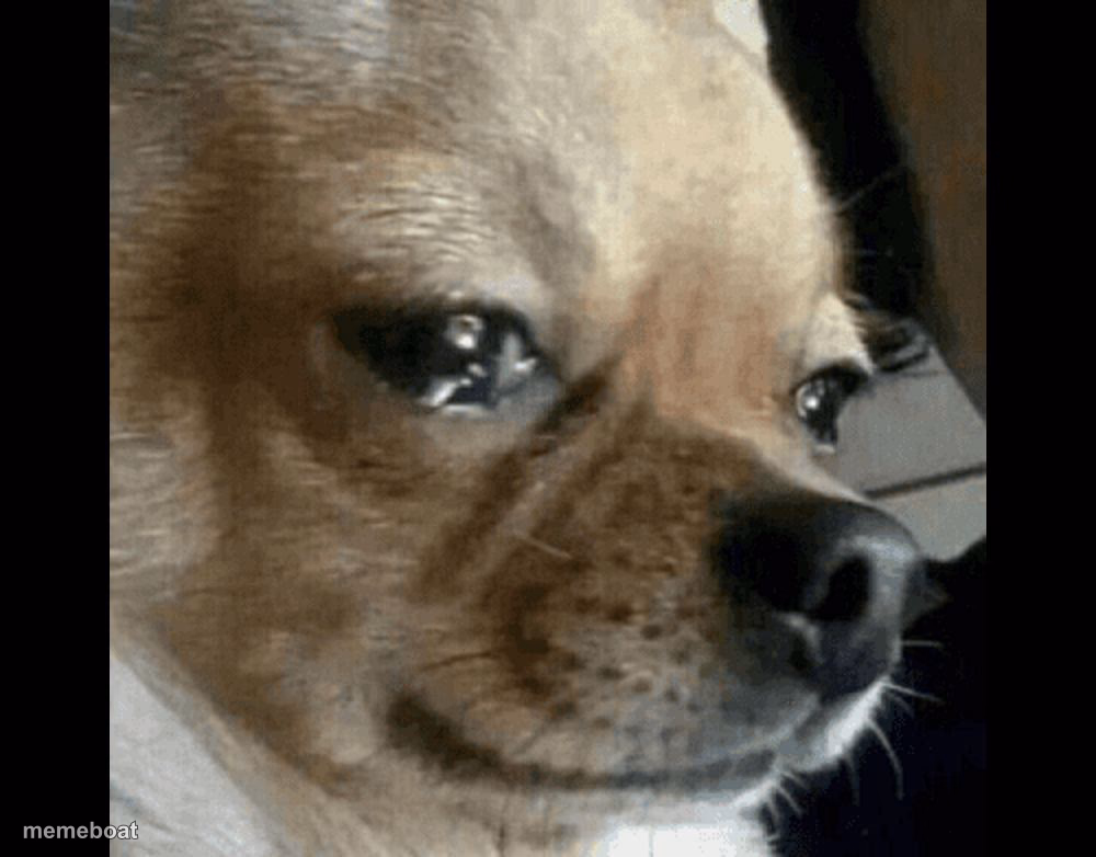 dog crying - meme generator image preview