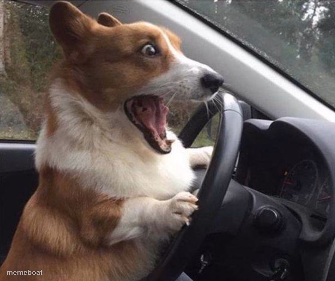 dog driving - meme generator image preview
