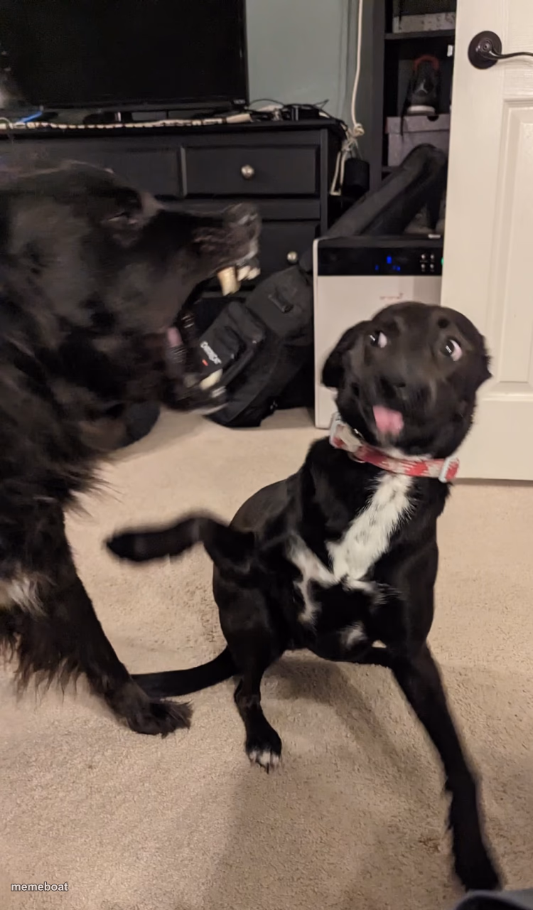 Dog faces - meme generator image preview