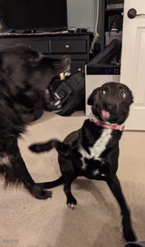 Dog Confrontation Standoff