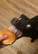 dog glitching