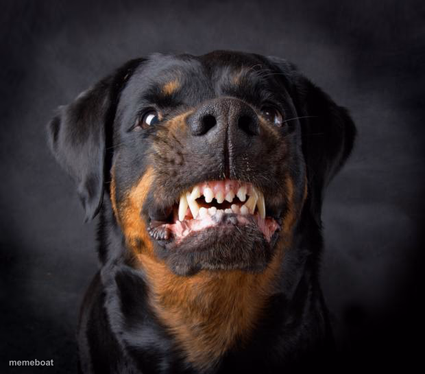 dog growl - meme generator image preview
