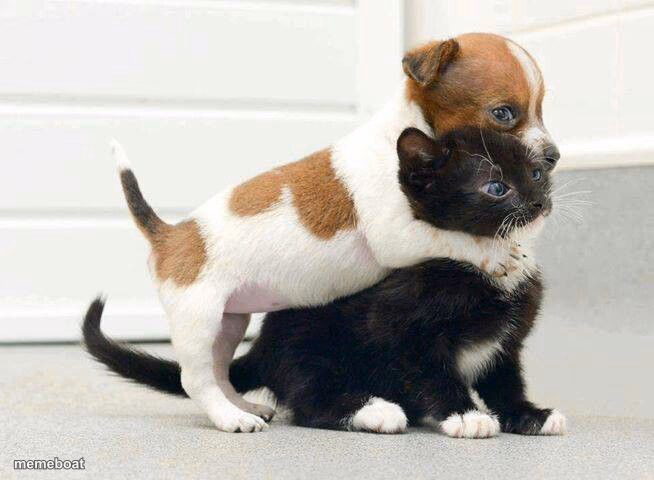 Dog Hugging Cat - meme generator image preview