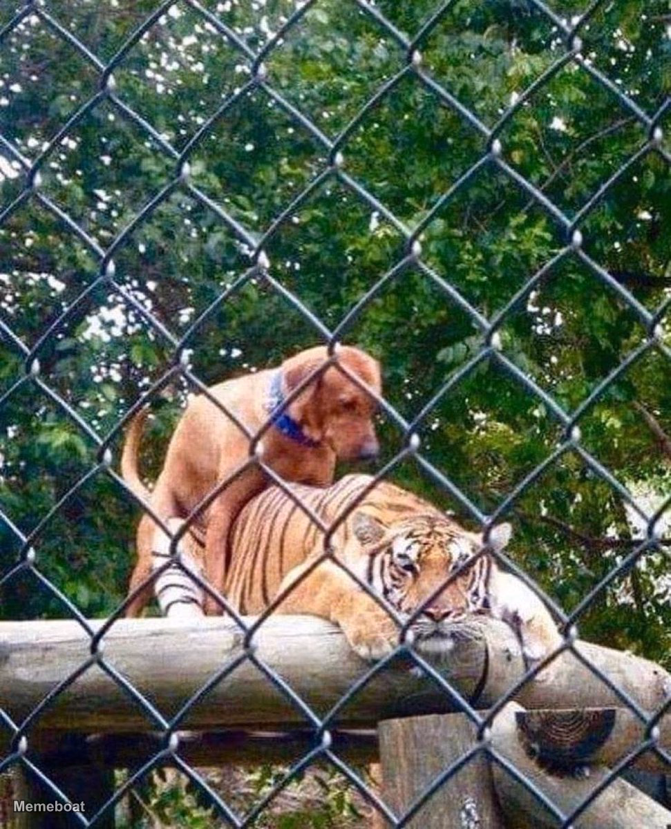 Dog Humping Tiger - meme generator image preview