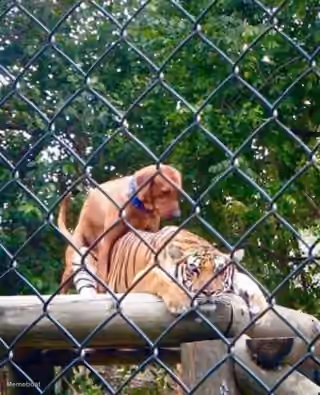 Dog Humping Tiger