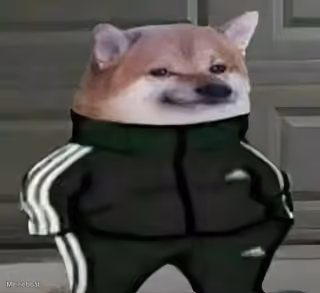 Dog in Adidas Tracksuit