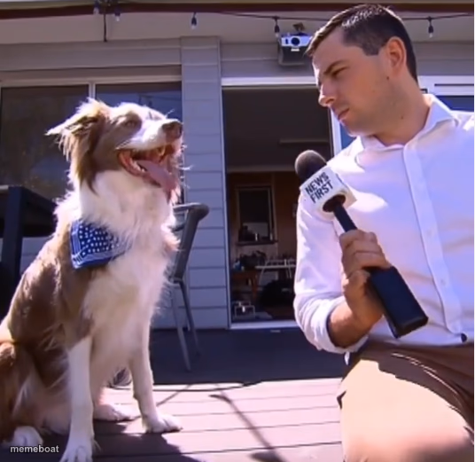 Dog interview - meme generator image preview