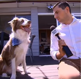 Dog interview