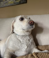 Dog life