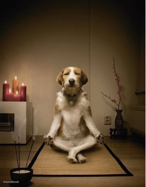 dog meditation funny - meme generator image preview