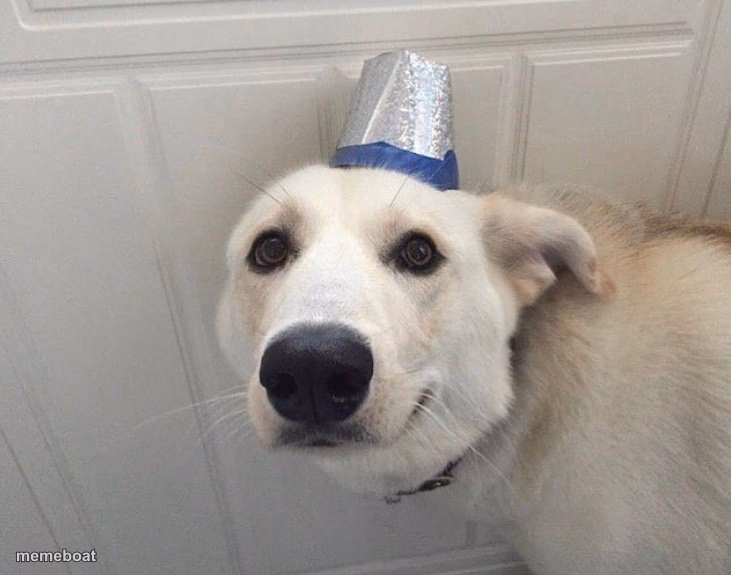 Dog Nice Hat - meme generator image preview