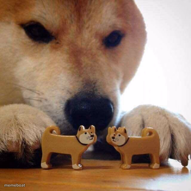 dog now kiss - meme generator image preview