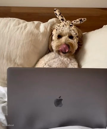 Dog on Laptop - meme generator image preview