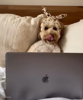 Dog on Laptop