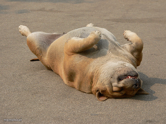 Dog Playing Dead - meme generator image preview