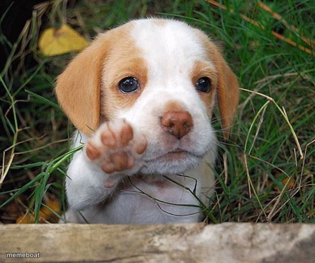 dog puppy bye - meme generator image preview