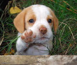 dog puppy bye