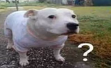 Dog question mark