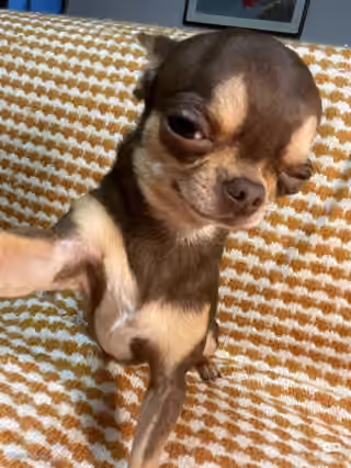 Dog Rizz