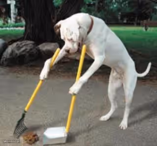 Dog Scooping Poop
