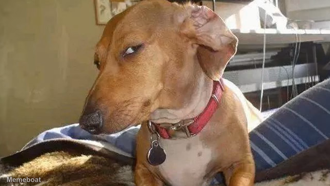 Side-Eye Dachshund - meme generator image preview