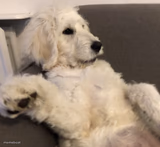 Dog sitting up straight
