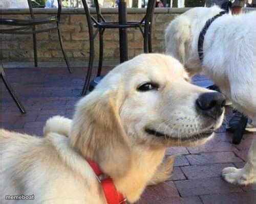 Smiling Golden Retriever Puppy - meme generator image preview