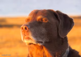Dog smiling with eyes closed