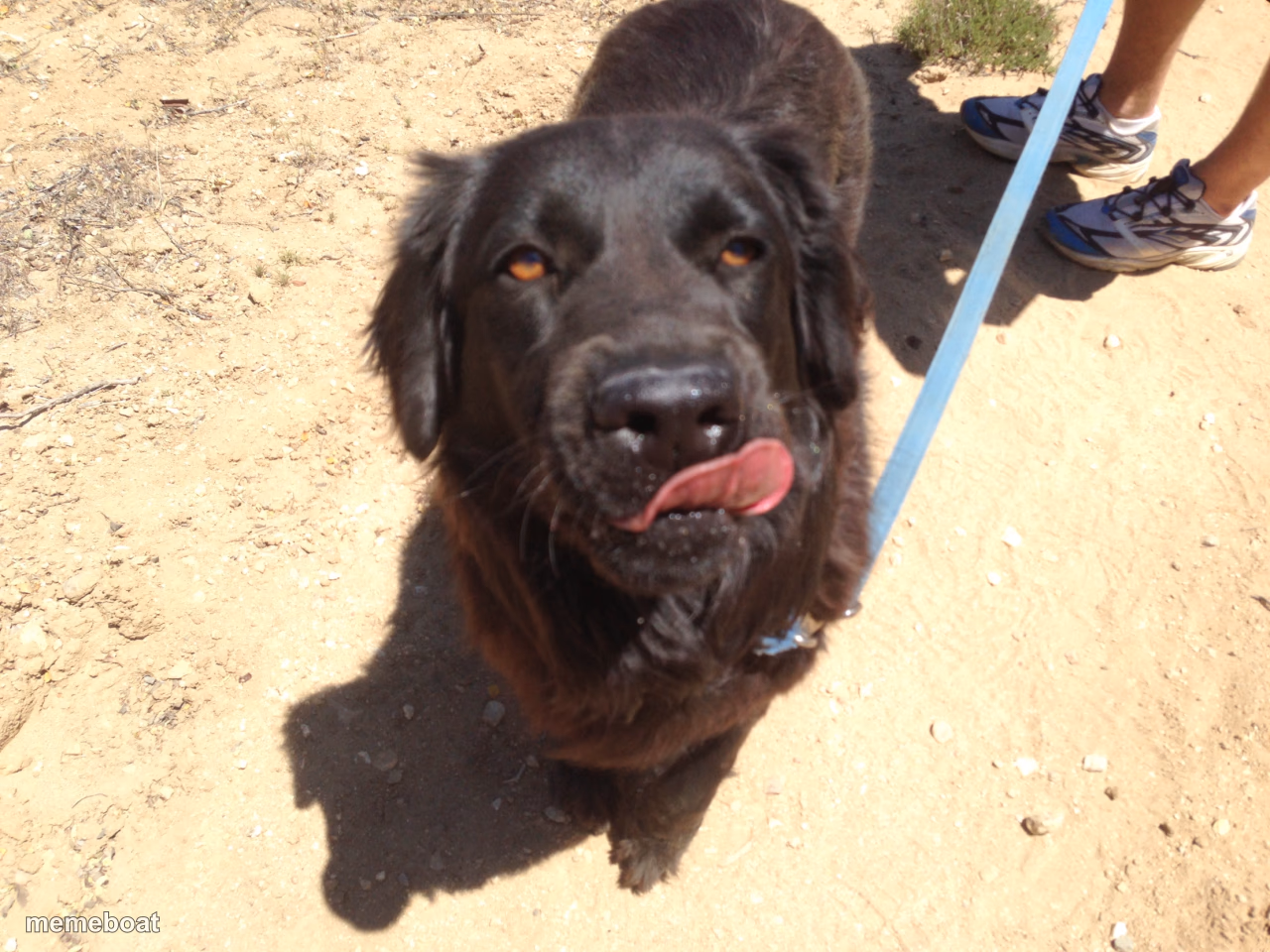 Dog spitting out her tongue - meme generator image preview