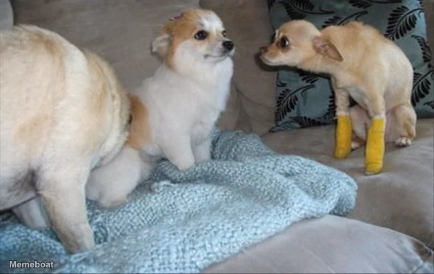 Dog Stares at dog - meme generator image preview