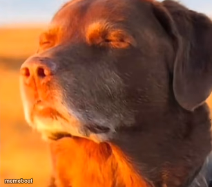 Dog Taking Sun with Closed Eyes - meme generator image preview
