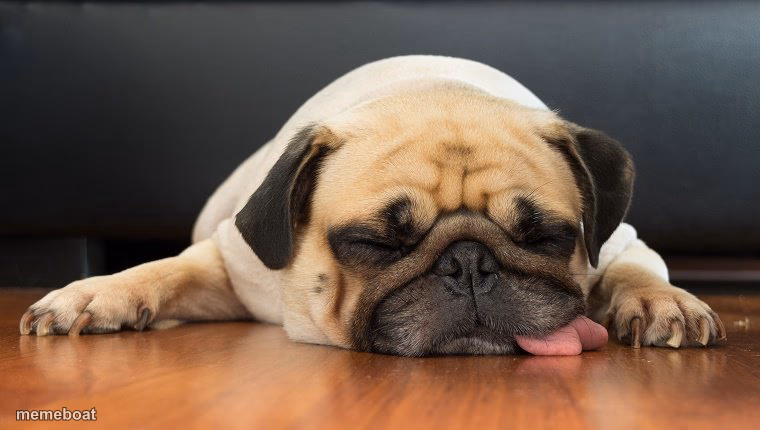 Dog tired - meme generator image preview