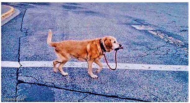 Dog walks himself - meme generator image preview