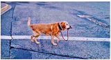 Dog walks himself