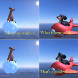 Dog wisdom