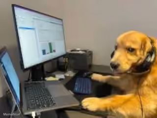 Dog Working at Computer