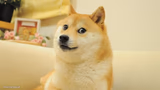 doge meme 16:9