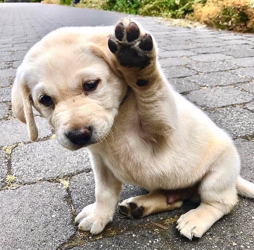Doggo - meme generator image preview