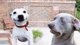 Dogs