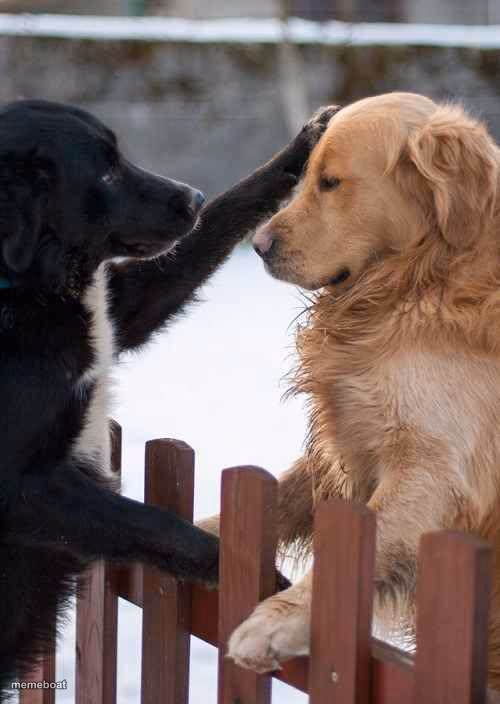 dogs - meme generator image preview