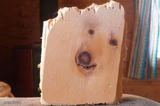 dogwood