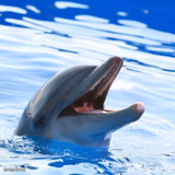 dolphin ayy lmao