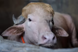 Donald Trump Buffalo