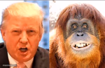 Donald trump is an orangutan