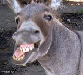 Donkey - meme generator image preview